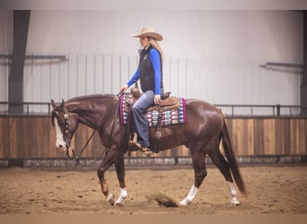 American Quarter Horse, Gelding, 10 years, 15 hh, Chestnut