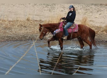 American Quarter Horse, Gelding, 10 years, 15 hh, Chestnut