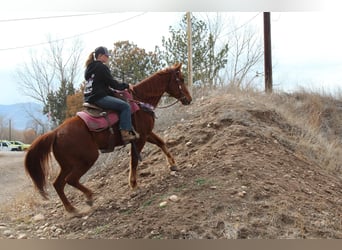 American Quarter Horse, Gelding, 10 years, 15 hh, Chestnut