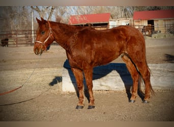 American Quarter Horse, Gelding, 10 years, 15 hh, Chestnut