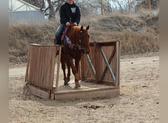 American Quarter Horse, Gelding, 10 years, 15 hh, Chestnut