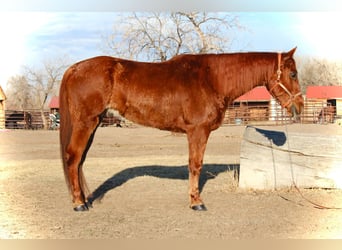 American Quarter Horse, Gelding, 10 years, 15 hh, Chestnut