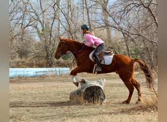 American Quarter Horse, Gelding, 10 years, 15 hh, Chestnut