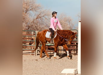 American Quarter Horse, Gelding, 10 years, 15 hh, Chestnut