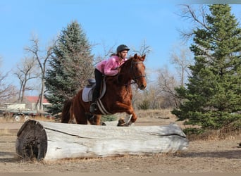 American Quarter Horse, Gelding, 10 years, 15 hh, Chestnut