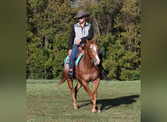 American Quarter Horse, Gelding, 10 years, 15 hh, Chestnut