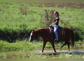 American Quarter Horse, Gelding, 10 years, 15 hh, Chestnut