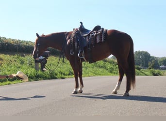 American Quarter Horse, Gelding, 10 years, 15 hh, Chestnut