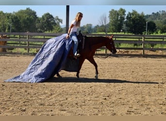 American Quarter Horse, Gelding, 10 years, 15 hh, Chestnut