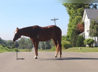 American Quarter Horse, Gelding, 10 years, 15 hh, Chestnut