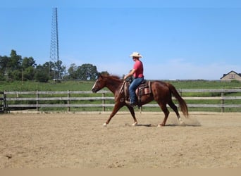 American Quarter Horse, Gelding, 10 years, 15 hh, Chestnut