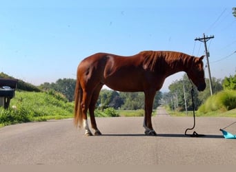 American Quarter Horse, Gelding, 10 years, 15 hh, Chestnut