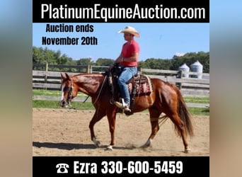American Quarter Horse, Gelding, 10 years, 15 hh, Chestnut