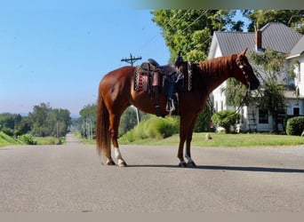 American Quarter Horse, Gelding, 10 years, 15 hh, Chestnut