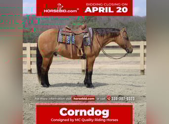 American Quarter Horse, Gelding, 10 years, 15 hh, Dun