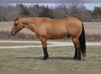 American Quarter Horse, Gelding, 10 years, 15 hh, Dun