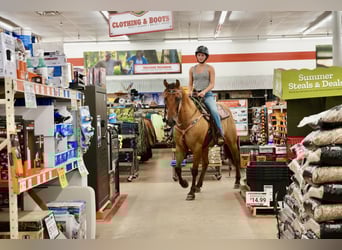 American Quarter Horse, Gelding, 10 years, 15 hh, Dun