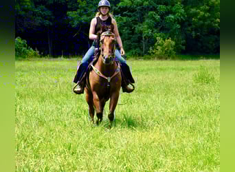 American Quarter Horse, Gelding, 10 years, 15 hh, Dun