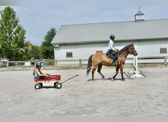 American Quarter Horse, Gelding, 10 years, 15 hh, Dun