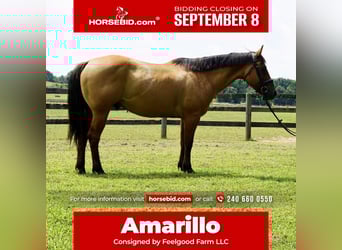 American Quarter Horse, Gelding, 10 years, 15 hh, Dun