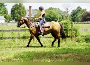 American Quarter Horse, Gelding, 10 years, 15 hh, Dun