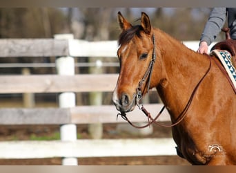 American Quarter Horse, Gelding, 10 years, 15 hh, Dun
