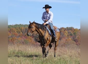 American Quarter Horse, Gelding, 10 years, 15 hh, Dun