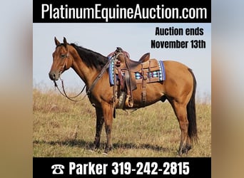 American Quarter Horse, Gelding, 10 years, 15 hh, Dun