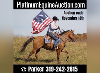 American Quarter Horse, Gelding, 10 years, 15 hh, Dun