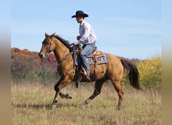 American Quarter Horse, Gelding, 10 years, 15 hh, Dun
