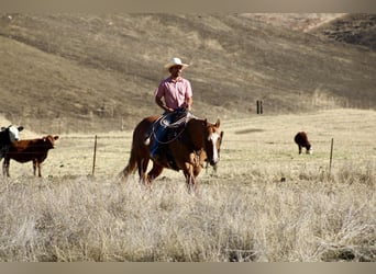 American Quarter Horse, Gelding, 10 years, 15 hh, Dun
