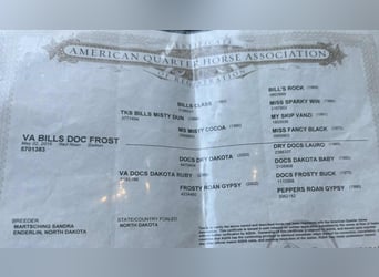 American Quarter Horse, Gelding, 10 years, 15 hh, Dun