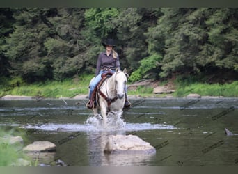 American Quarter Horse, Gelding, 10 years, 15 hh, Gray-Fleabitten