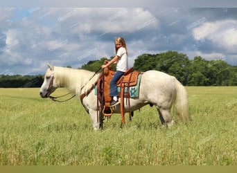 American Quarter Horse, Gelding, 10 years, 15 hh, Gray-Fleabitten