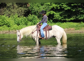 American Quarter Horse, Gelding, 10 years, 15 hh, Gray-Fleabitten