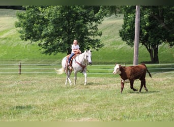 American Quarter Horse, Gelding, 10 years, 15 hh, Gray-Fleabitten