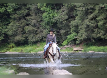 American Quarter Horse, Gelding, 10 years, 15 hh, Gray-Fleabitten