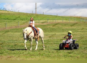 American Quarter Horse, Gelding, 10 years, 15 hh, Gray-Fleabitten