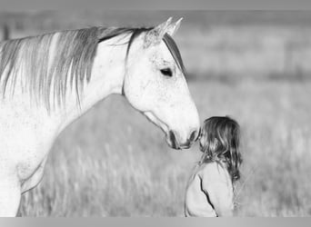 American Quarter Horse, Gelding, 10 years, 15 hh, Gray