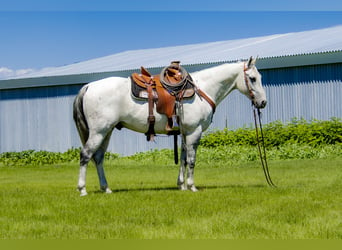 American Quarter Horse, Gelding, 10 years, 15 hh, Gray