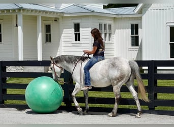American Quarter Horse, Gelding, 10 years, 15 hh, Grey
