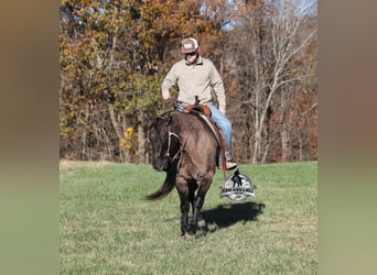 American Quarter Horse, Gelding, 10 years, 15 hh, Grullo