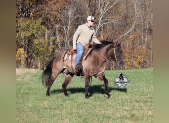 American Quarter Horse, Gelding, 10 years, 15 hh, Grullo