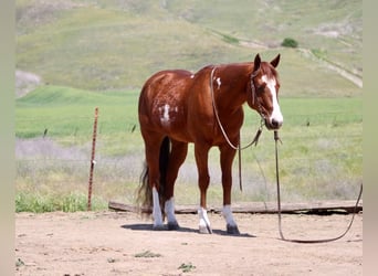 American Quarter Horse, Gelding, 10 years, 15 hh, Overo-all-colors