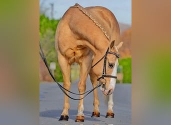 American Quarter Horse, Gelding, 10 years, 15 hh, Palomino