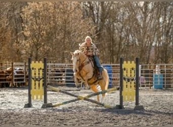 American Quarter Horse, Gelding, 10 years, 15 hh, Palomino