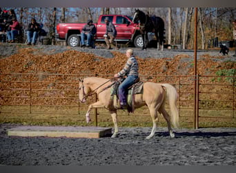 American Quarter Horse, Gelding, 10 years, 15 hh, Palomino