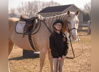 American Quarter Horse, Gelding, 10 years, 15 hh, Palomino