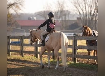 American Quarter Horse, Gelding, 10 years, 15 hh, Palomino