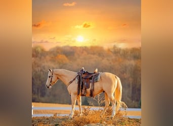 American Quarter Horse, Gelding, 10 years, 15 hh, Palomino